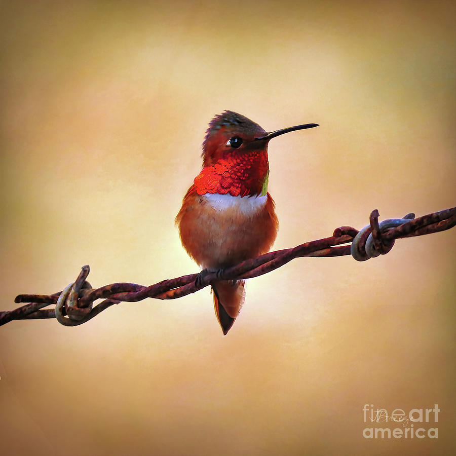 Feather Photograph - Barbed Allens Hummer by Jennie Breeze