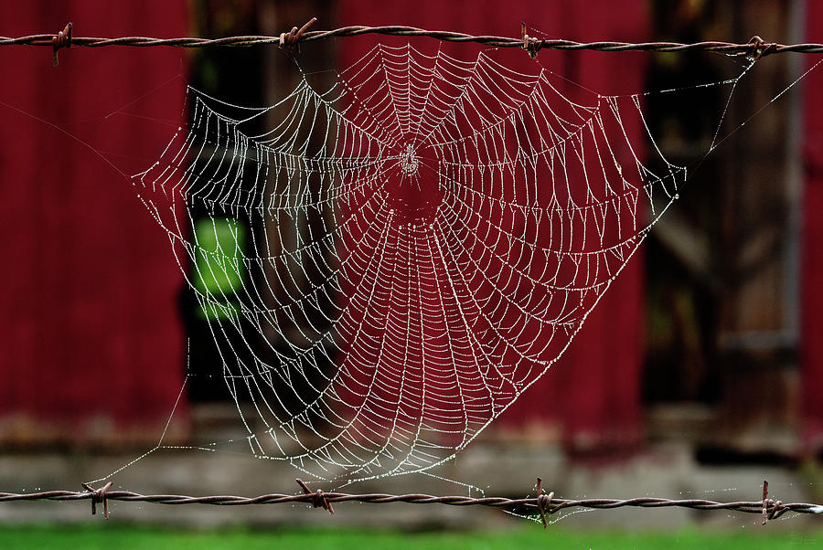 Barbed Web -  Dew bedazzled spider web suspended between barbed wires at a WI tobacco shed Photograph by Peter Herman