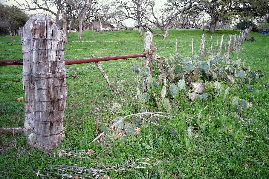 Barbed Wire And Cactus Photograph