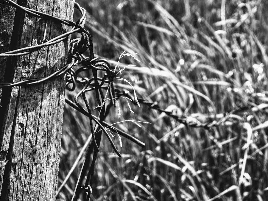 Barbed Wire And Post Photograph by Amanda R Wright