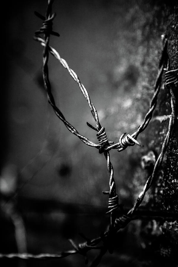 Barbed Wire Photograph by Hakon Soreide