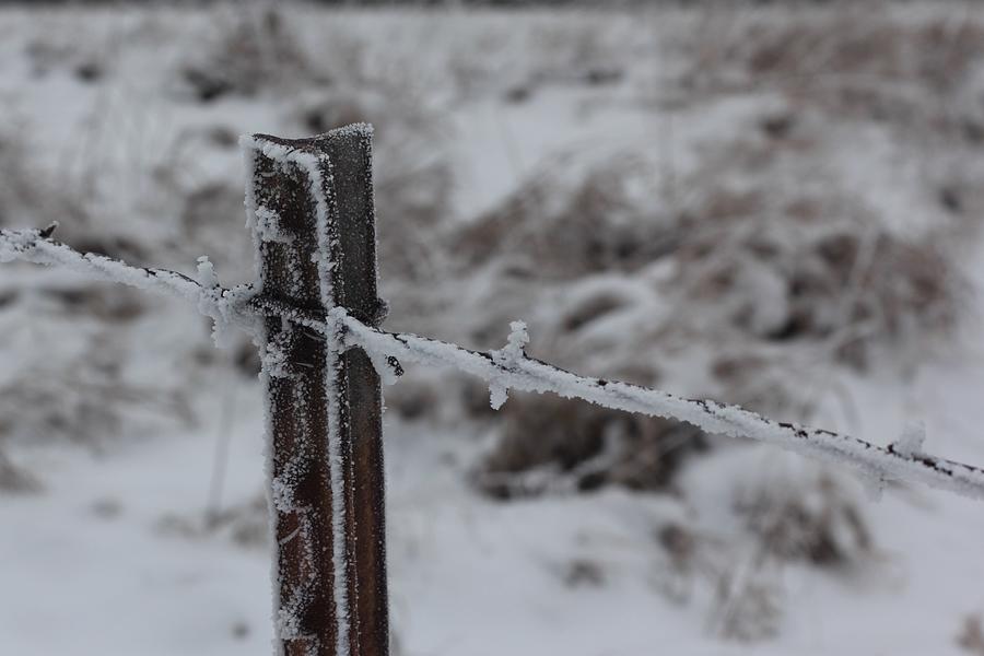 Winter Photograph - Barbed Wire in Winter by James S