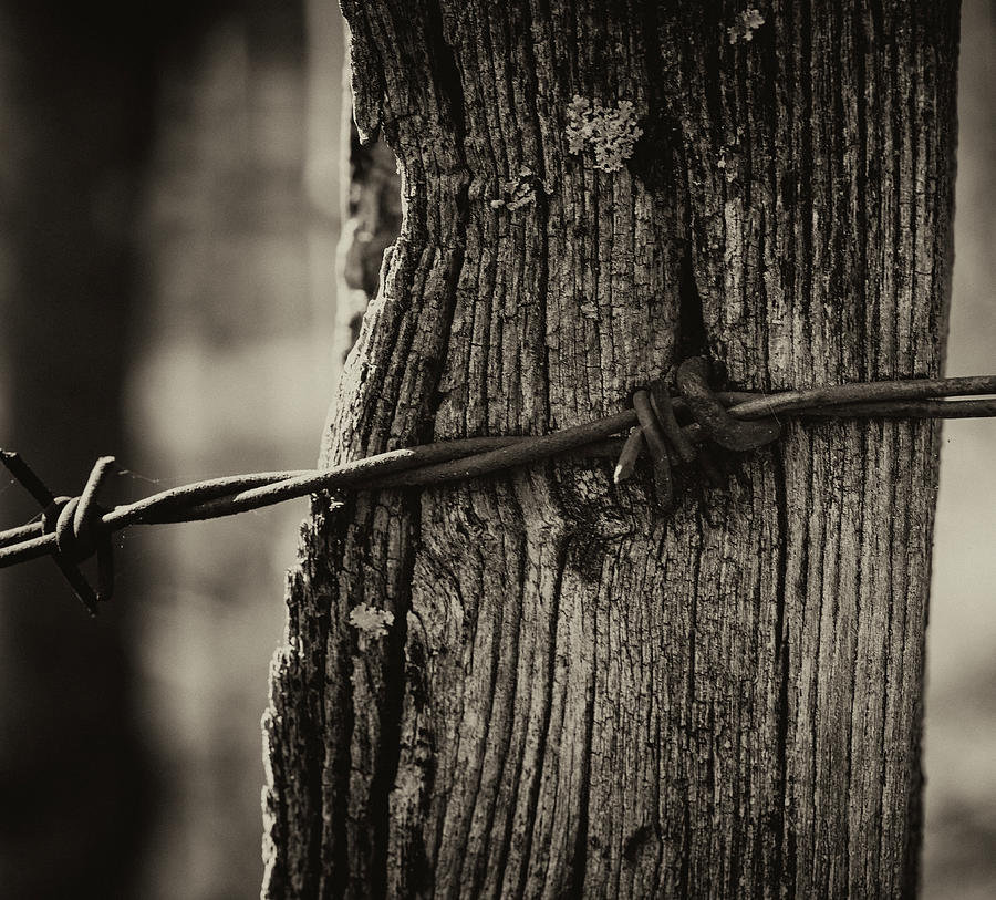 Barbed Wired On Post I Photograph by Charles Floyd