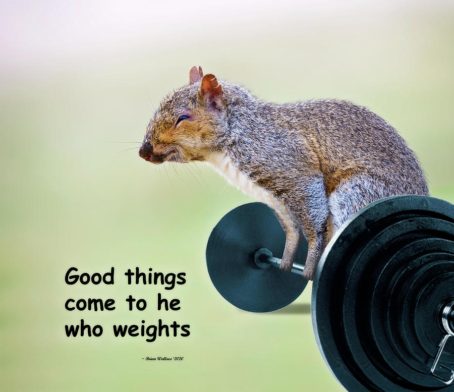 Barbell Squirrel Photograph by Brian Wallace