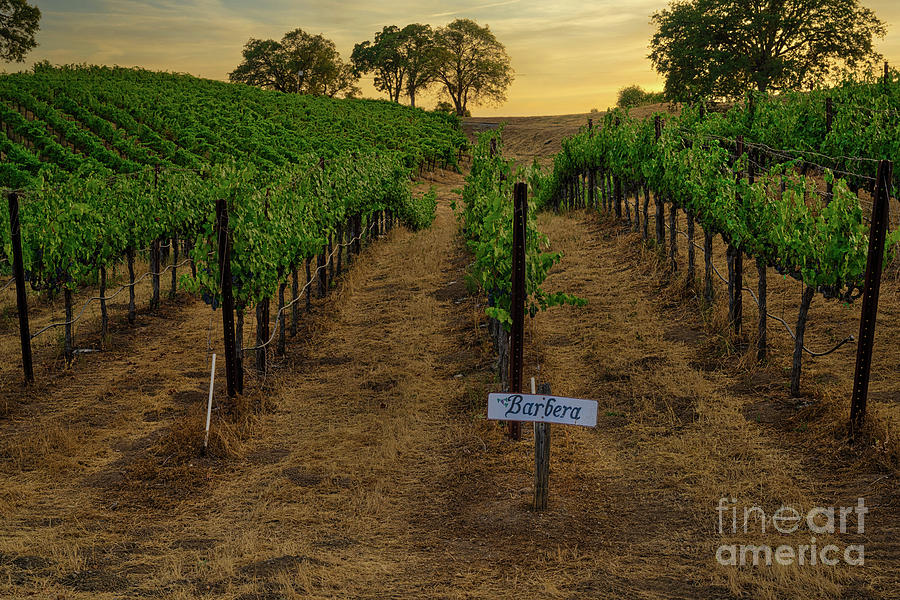 Barbera Grapes at Sunset Photograph by Abigail Diane Photography
