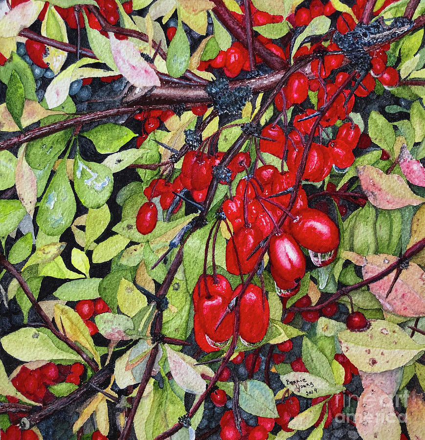 Barberries Painting by Bonnie Young