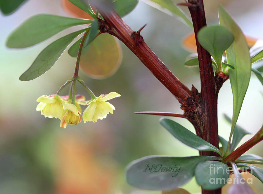 Barberry Blossom Photograph by Natalie Dowty