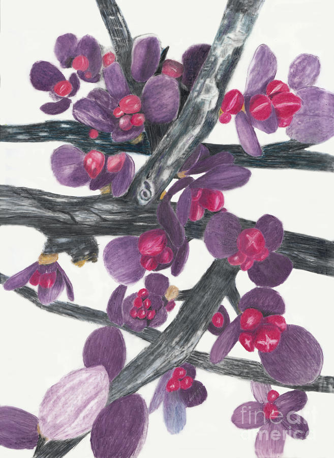 Barberry Shrub Spring Buds Drawing by Conni Schaftenaar