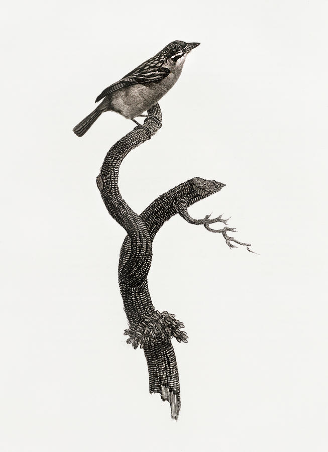 Barbet Male -  Vintage Bird Illustration - Birds Of Paradise - Jacques Barraband - Ornithology Digital Art by Studio Grafiikka