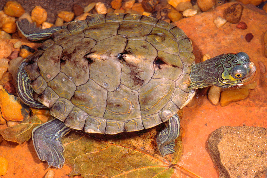 Barbour's Map Turtle Photograph by Michael Redmer - Pixels