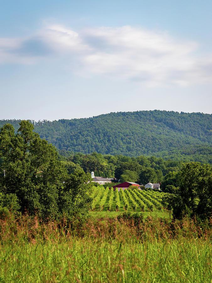 Barboursville Vineyard Photograph by Charles Hite