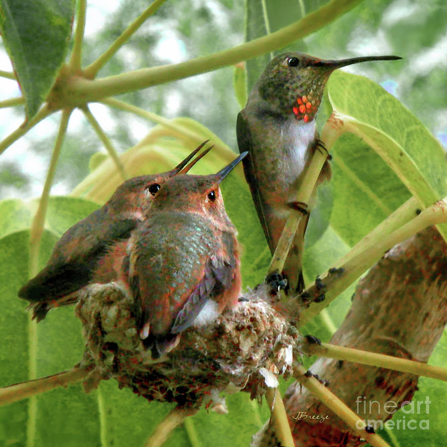 Barbs Hummingbird Family Photograph by Jennie Breeze