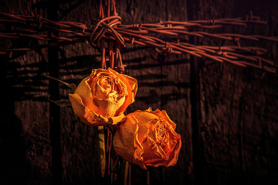 Barbwire And Roses 3 Photograph by Jim Love