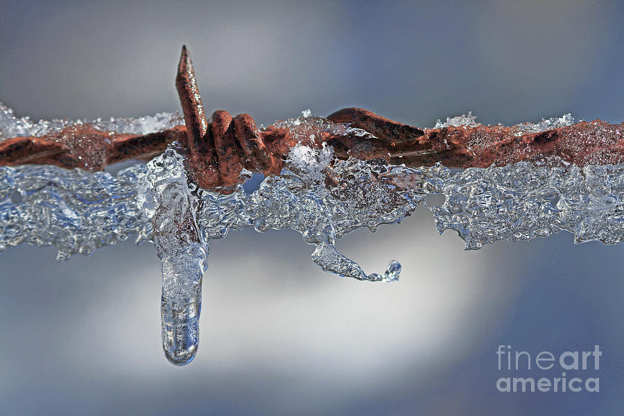 Barbwire ice Photograph by Gary Wing