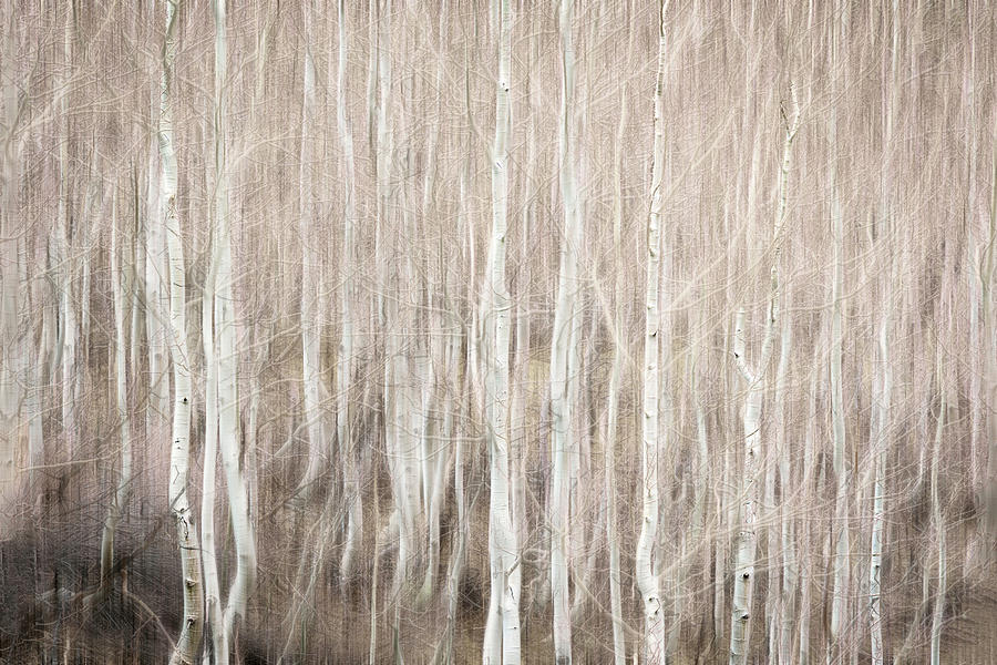 Bare Aspen Trees in the Mountains 3 Photograph by Lindsay Thomson