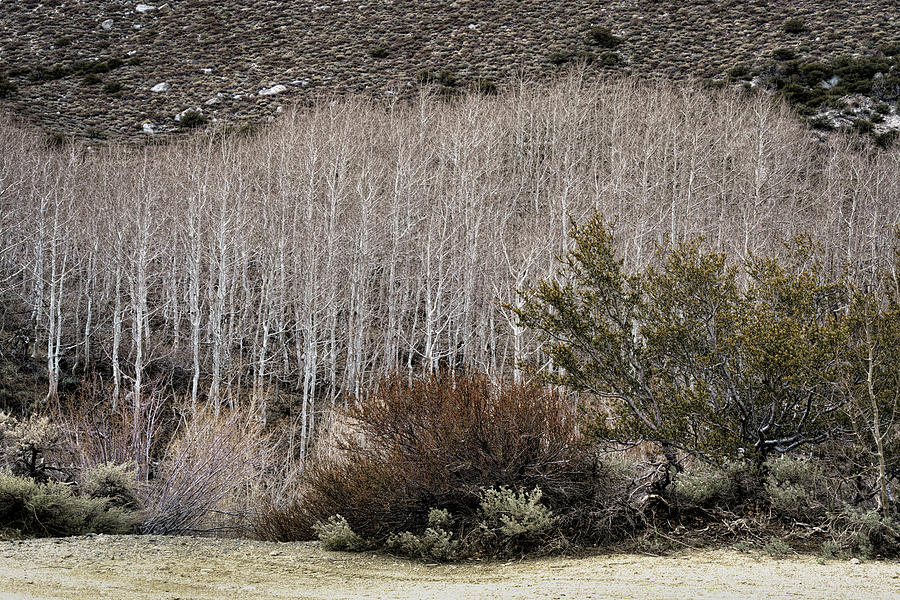Bare Aspen Trees in the Mountains 6 Photograph by Lindsay Thomson