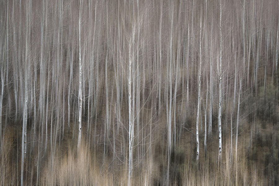Bare Aspen Trees in the Mountains 7 Photograph by Lindsay Thomson