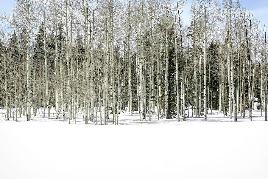 Bare Aspens In Winter Photograph by Donna Kennedy
