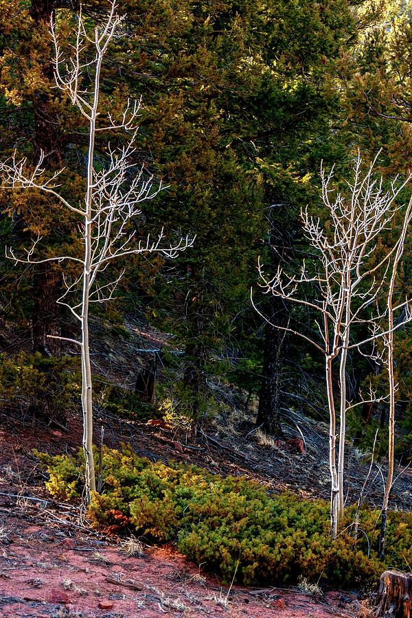 Bare Aspens Photograph by Jerry Sodorff