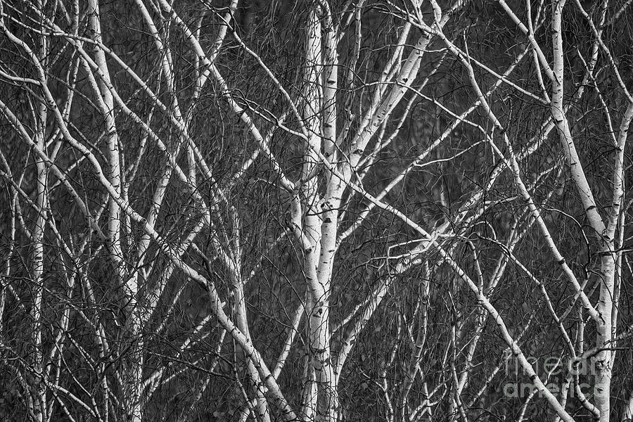 Bare Birch Tree Limbs Photograph by Nikki Vig