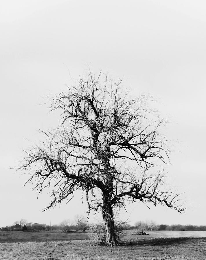 Bare Black Jack Oak Tree Black and White Photograph by Gaby Ethington