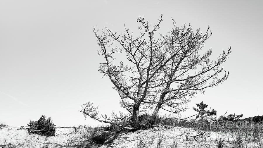 Bare Branch Scrub-Pine Tree - bw Photograph by Robert Anastasi
