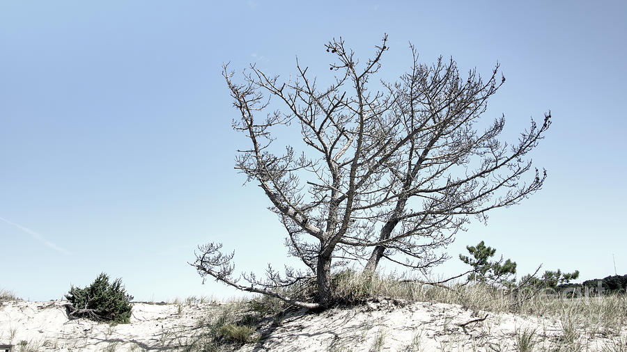Bare Branch Scrub-Pine Tree Photograph by Robert Anastasi