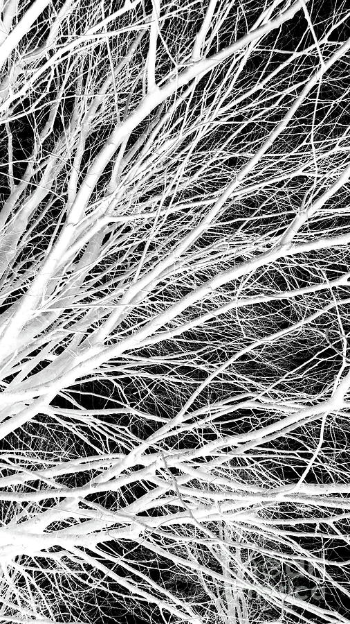 Tree Photograph - Bare branches, monochrome inverted 1 by Paul Boizot