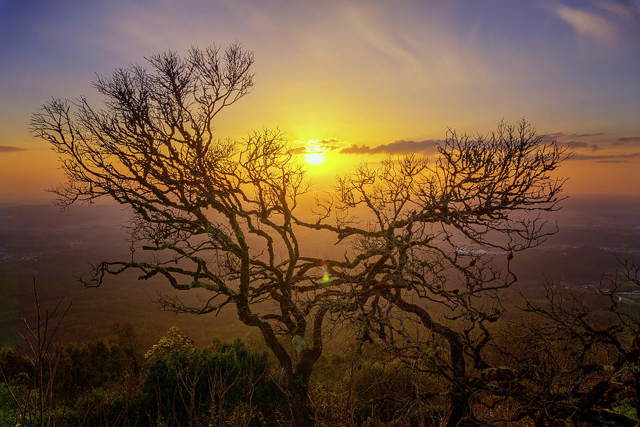 Bare branches of old tree and sunset  Photograph by Mikhail Kokhanchikov