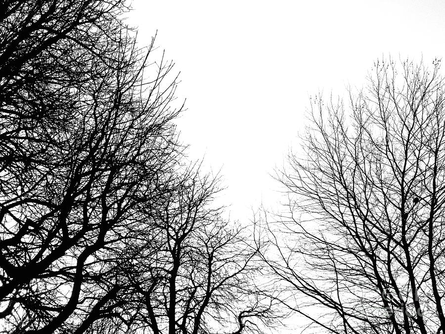 Tree Photograph - Bare branches, winter sky, monochrome high contrast by Paul Boizot