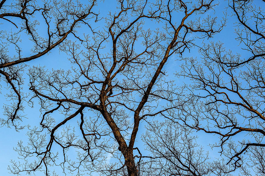 Bare Branches with Blue Sky, Zion, Illinois Photograph by David Morehead