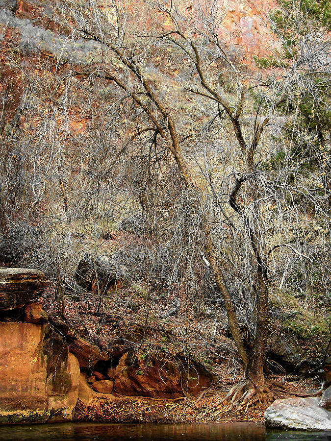 Bare cottonwood trees in late autumn in Zion Canyon, Utah Photograph by Will Sylwester