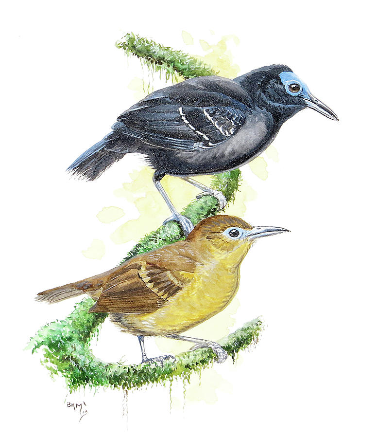 Bare-crowned Antbird Painting by Barry Kent MacKay