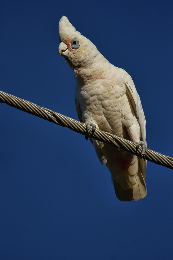 Bare Eyed Cockatoo Photograph by John Haldane