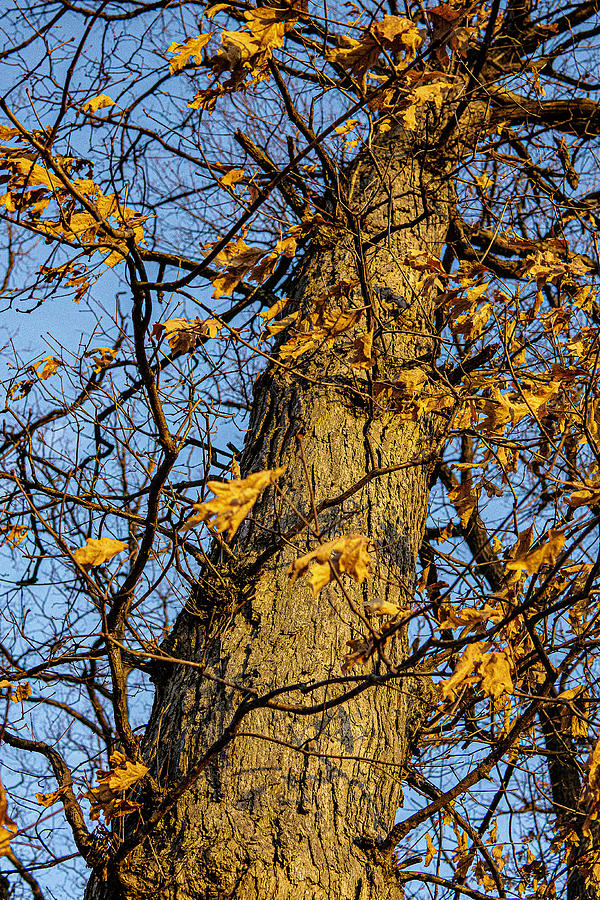 Bare Tree At Golden Hour, Zion Illinois Photograph