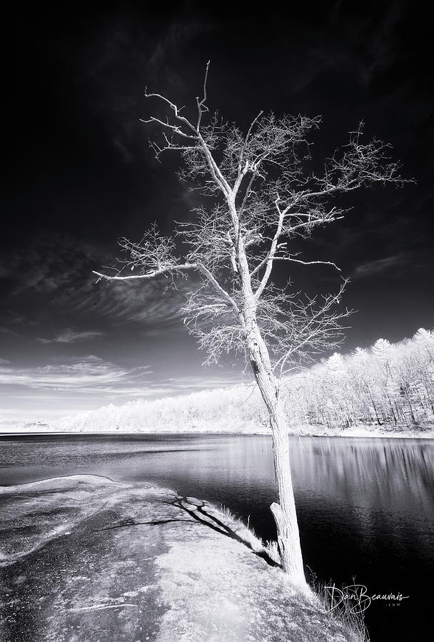 Bare Tree at Lake Laura #3002 Photograph by Dan Beauvais