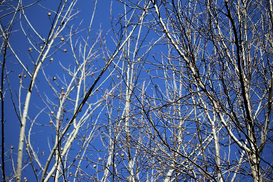 Bare Tree Branches  Photograph by Cynthia Guinn