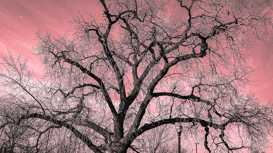 Bare Tree Photograph by David Morehead