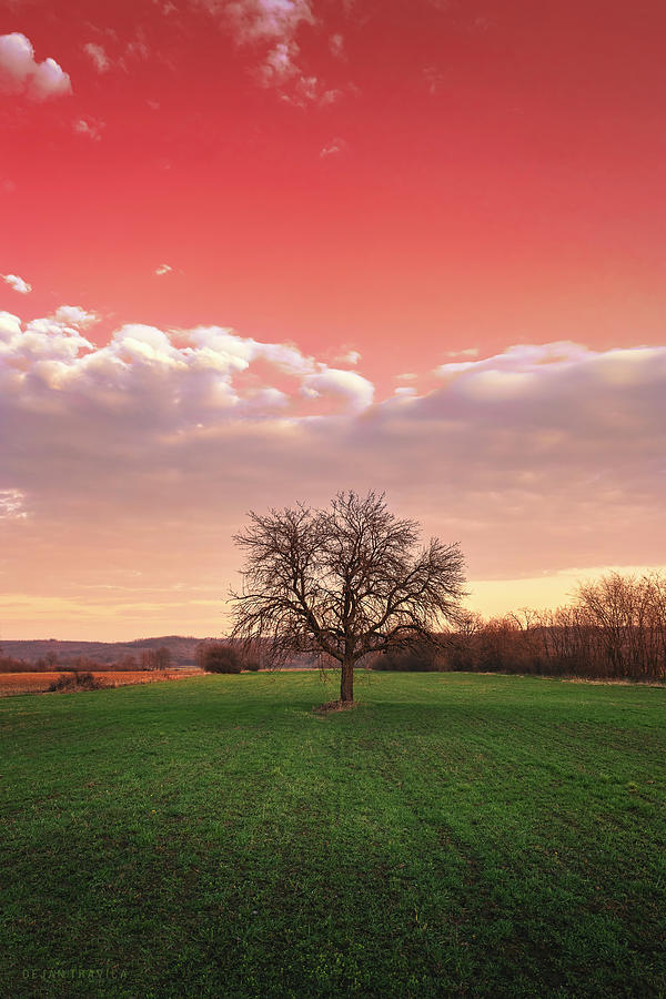 Bare tree in the field beneath the red sky Photograph by Dejan Travica