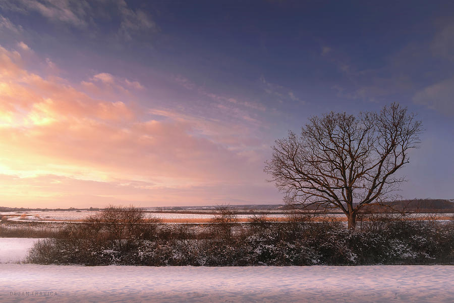 Bare tree in the winter field at sunset Photograph by Dejan Travica ...