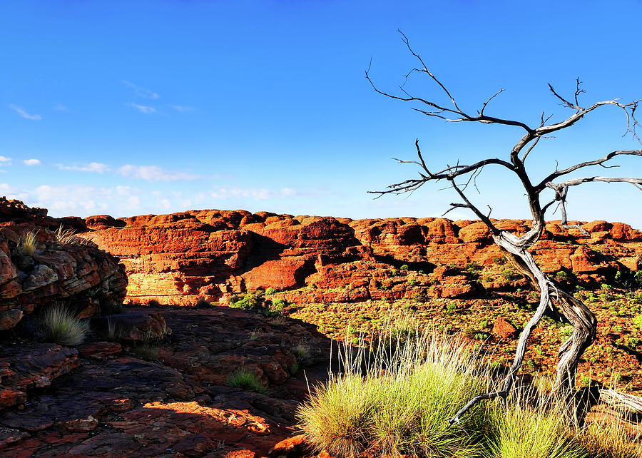 Bare Tree - Kings Canyon - Australia Photograph by Lexa Harpell