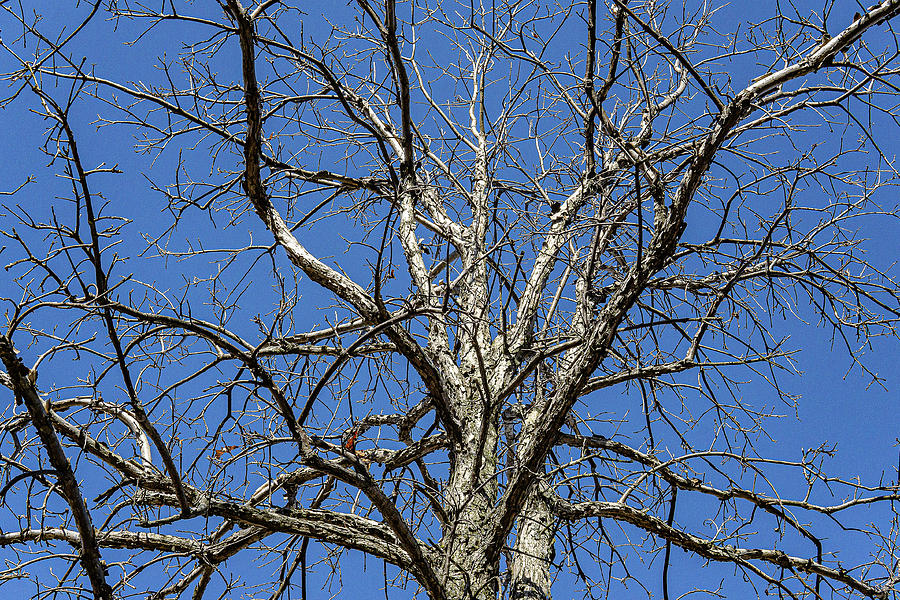 Bare tree on a Blue Background - Wadsworth, Illinois Photograph by David Morehead