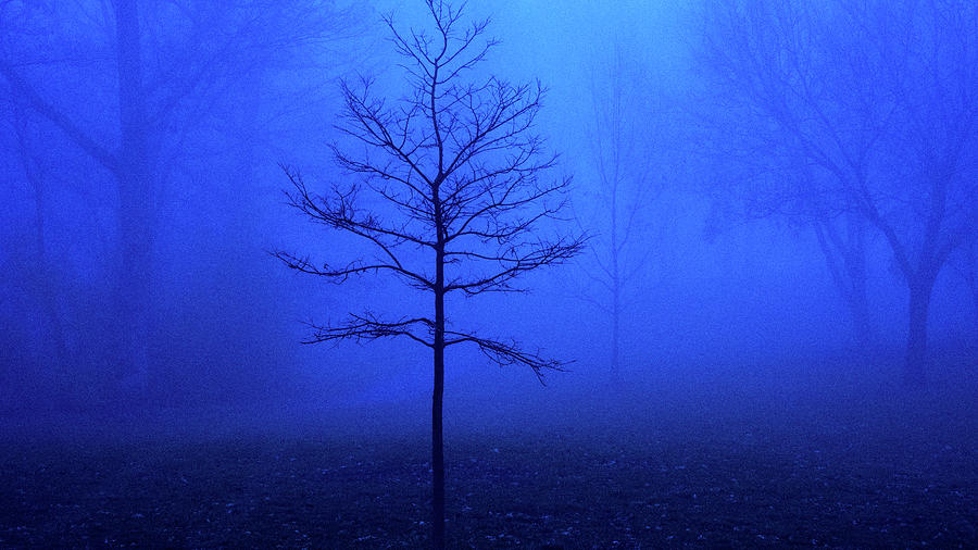 Bare Tree on a Foggy Morning Photograph by David Morehead