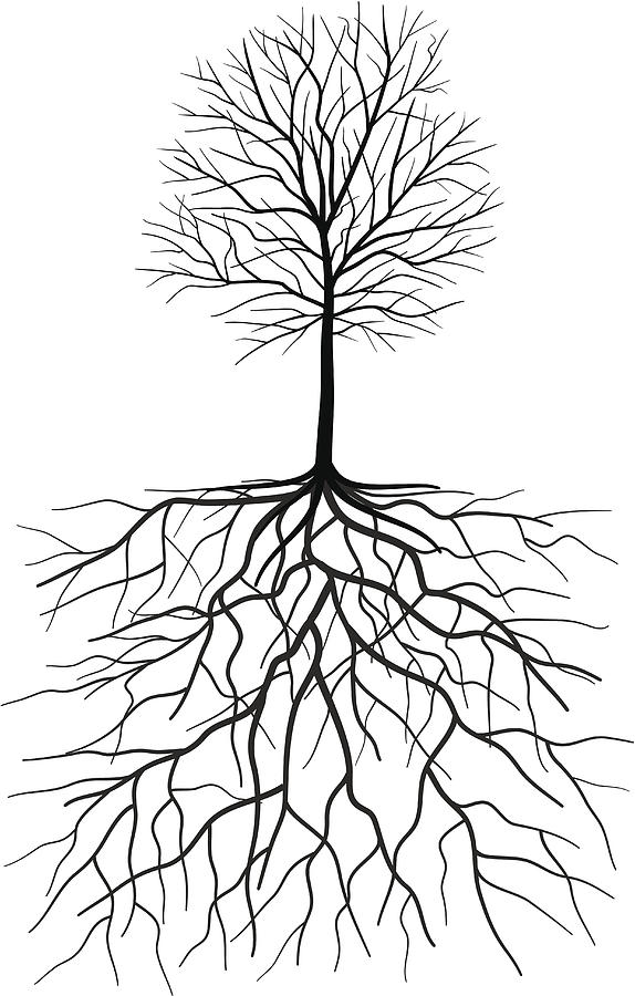Bare Tree Silhouette With Roots Illustration Drawing by Diane Labombarbe