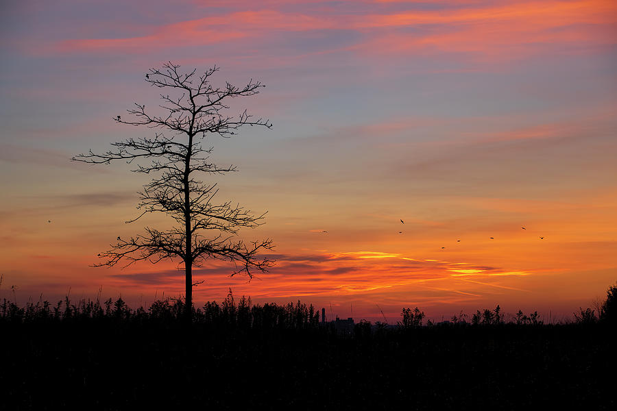 Bare Tree Sillhouette Against Sunset Sky Photograph