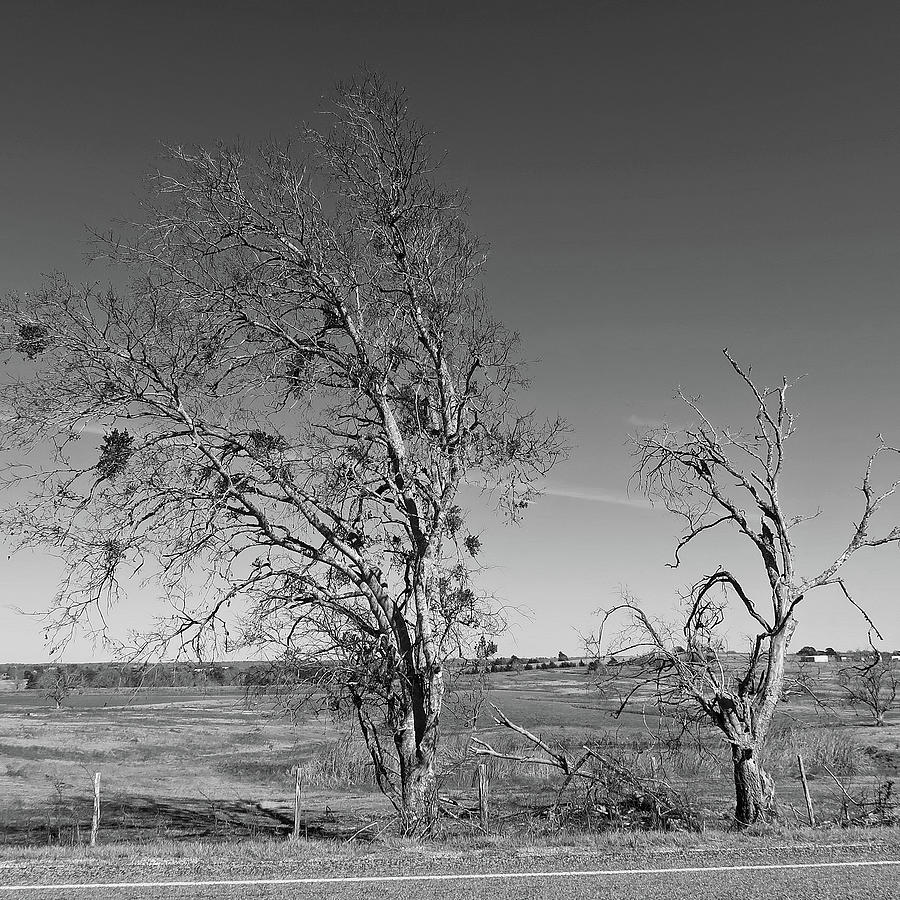 Bare Trees And Pond Bw. Winter In Texas Photograph