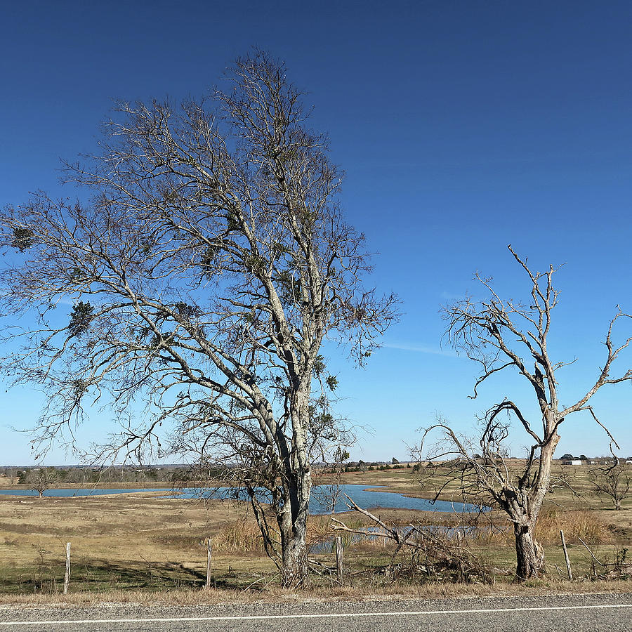 Bare Trees and Pond. Winter in Texas Photograph by Connie Fox