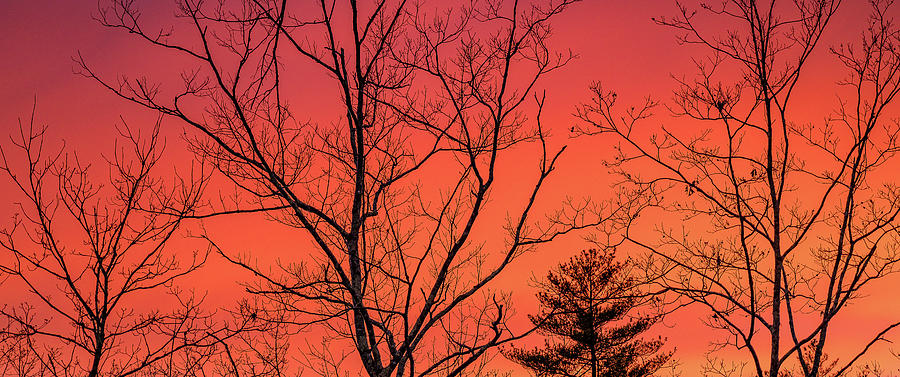 Bare Trees And Sky Afire.  Photograph by Jeff Sinon