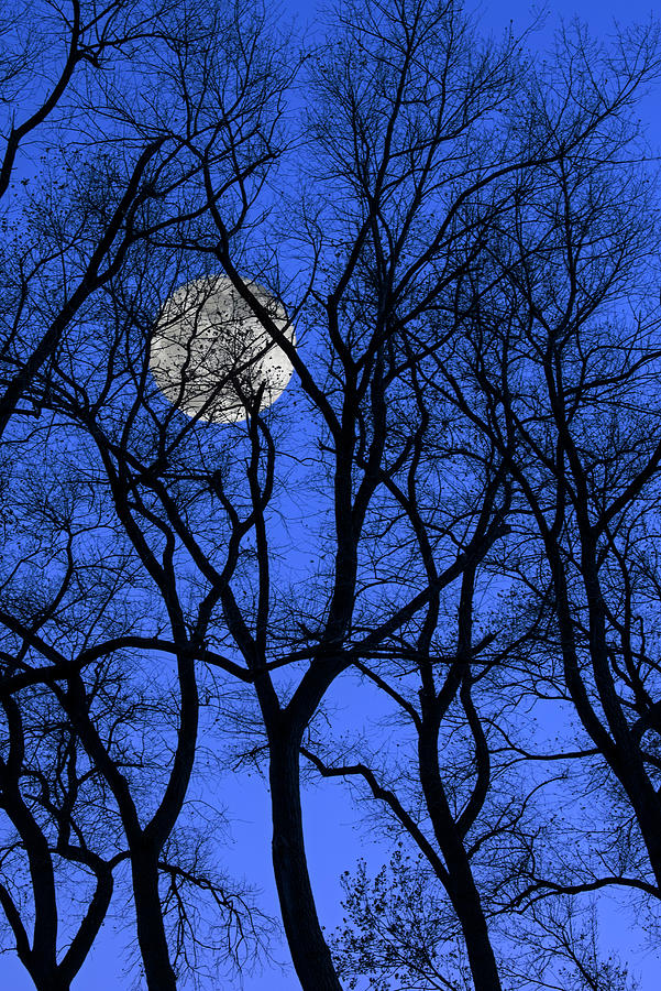 Bare Trees at Full Moon Photograph by Arterra Picture Library