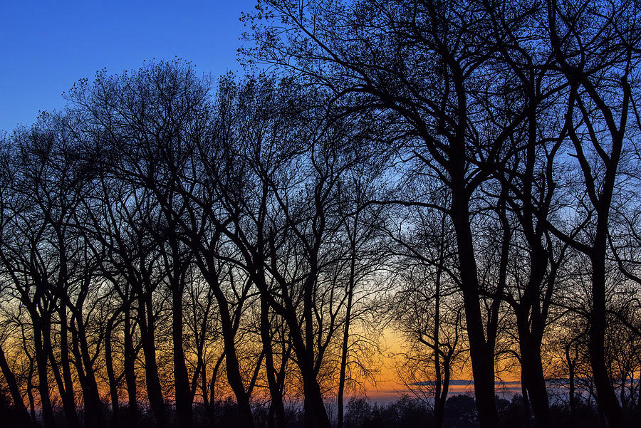 Bare Trees at Sunset Photograph by Arterra Picture Library